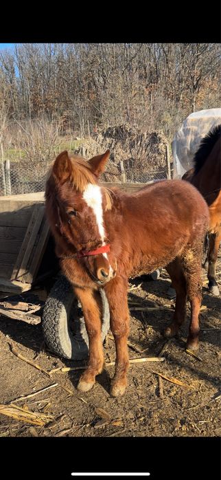 De vânzare manz(armasar) de 8 luni