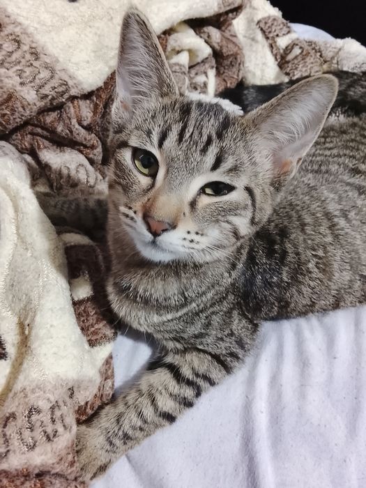 Отдам даром котю