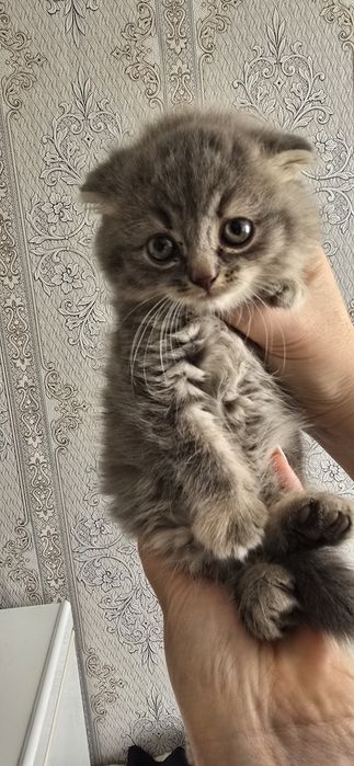 Продам котят шотландский веслоухих