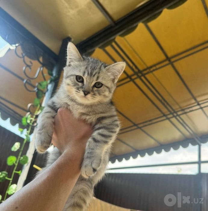 Продаю кота породы скотиш страйт