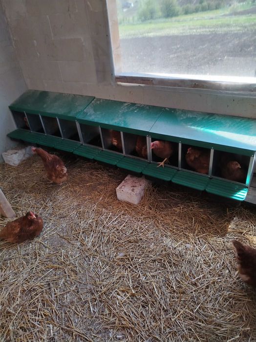 Vand puicute ouatoare