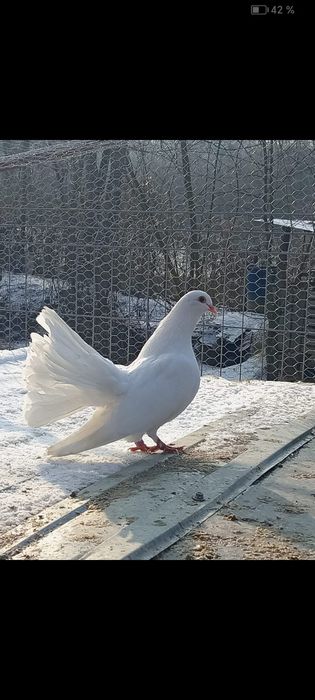 Porumbei voltați albi