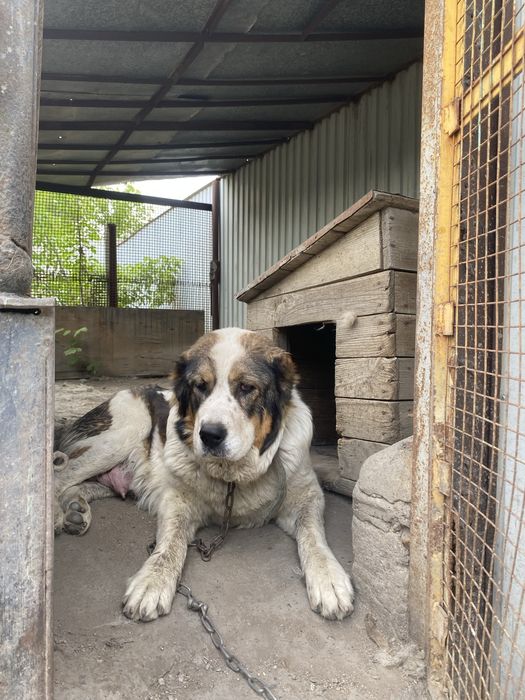 Продам Алабая.