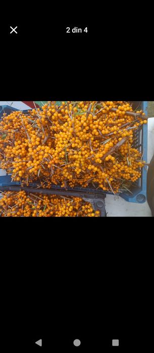 Cătină proaspătă