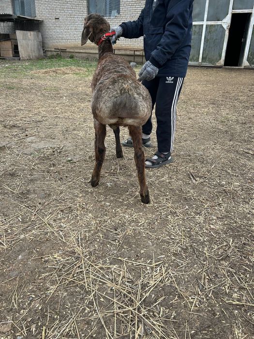 Продам кошкара  Арашан