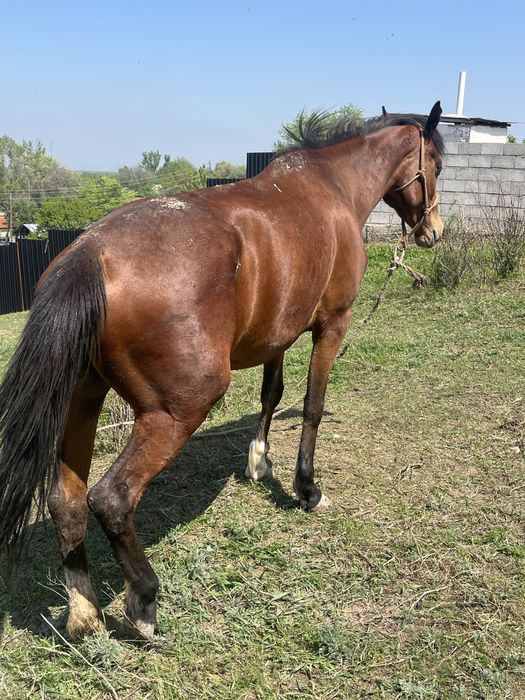 Продаётся отличная кобыла бие с тайчиком