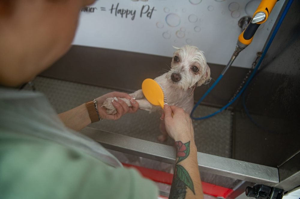 Spălătorie canină