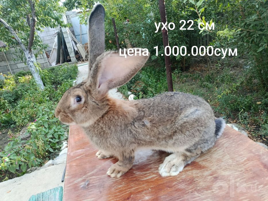 Кролики Самцы 5 штук парода фландр