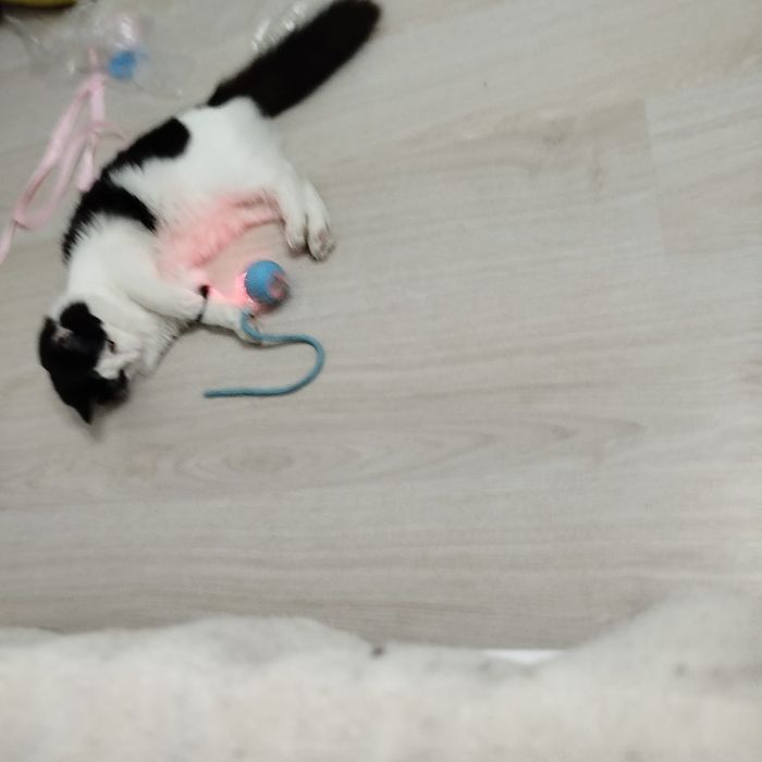 Котенок Мирра годик