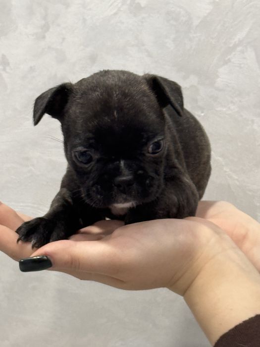 Щенки Французкого будьдога