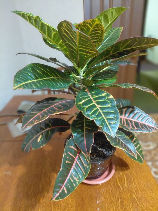 Комнатный Цветок Кротон