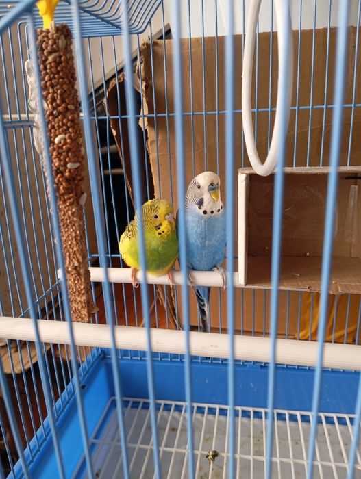 Продам    продам