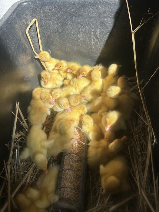 Vand Boboci rata Pekin