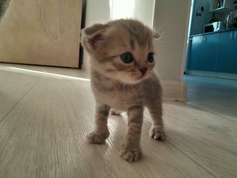 Британские  вислоухие котята