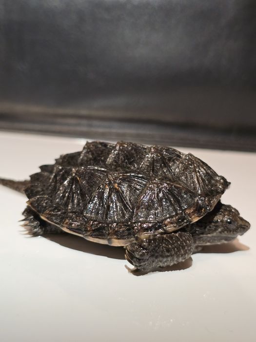 Каймановая черепаха