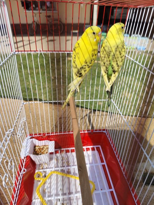 Попугай валнистый