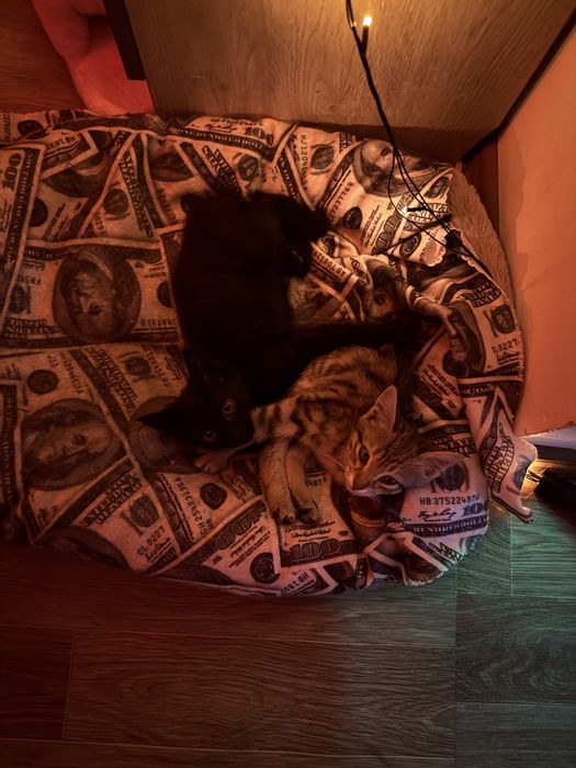 котята маленькие