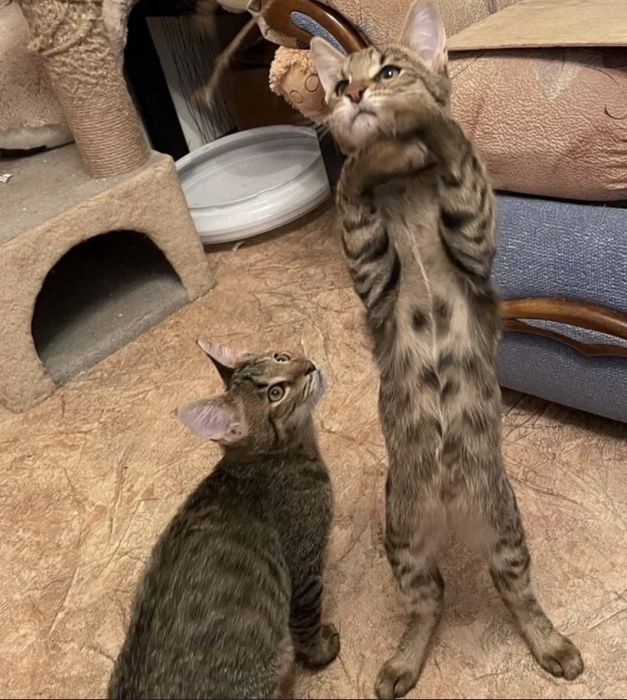 Котятя чаузи милые