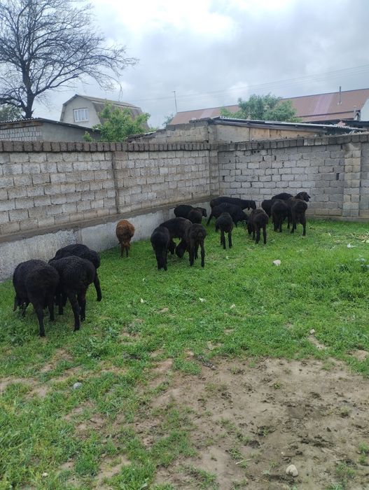 Qozi qoshqorlar 18bosh