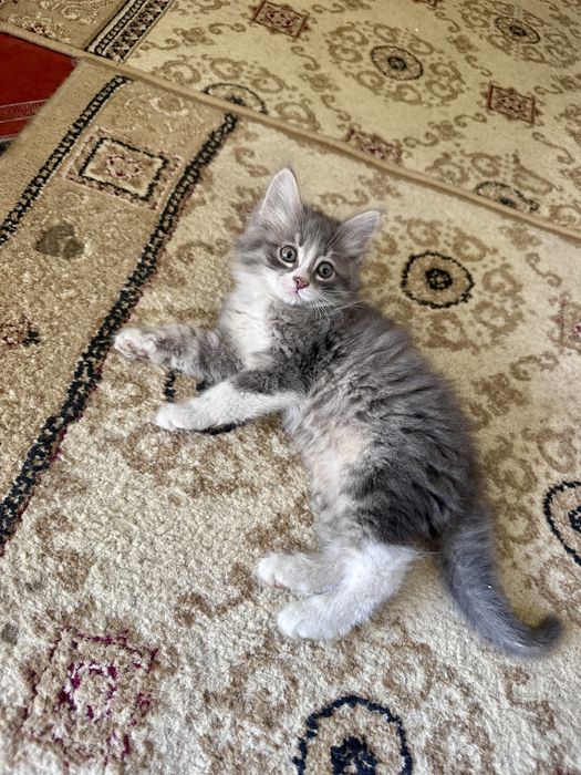 Отдам даром котят