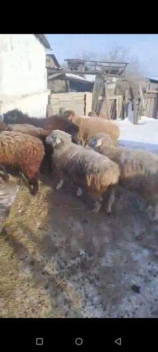 Продаётся баранов