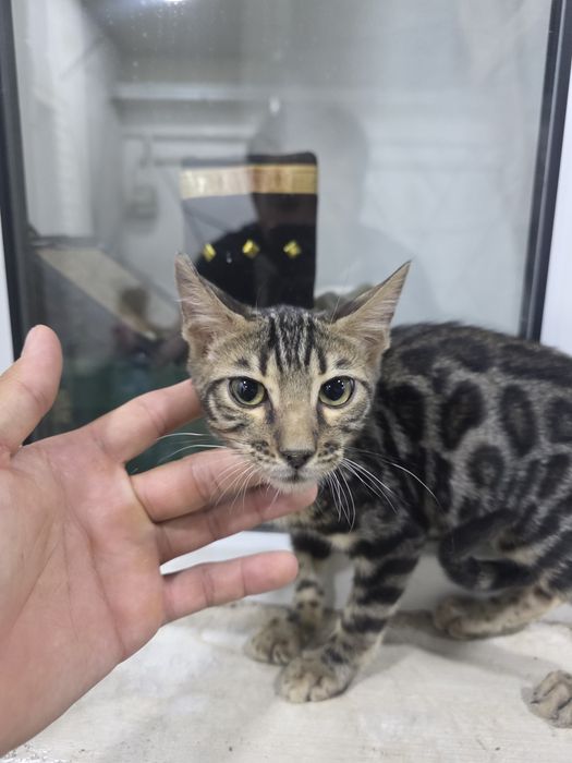 Bengal mushigi sotiladi 2 oylik Продайотся бенгальская  2 месяца