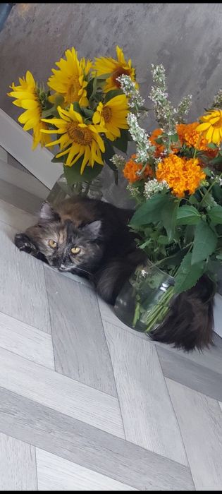 Отдам кошку в добрые руки