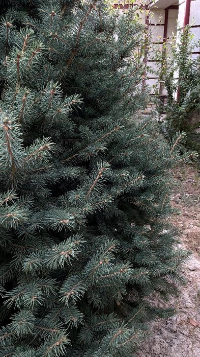 Арча сотилади, Тошкентда