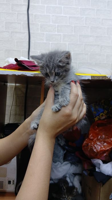 Отдам котят в добрые руки