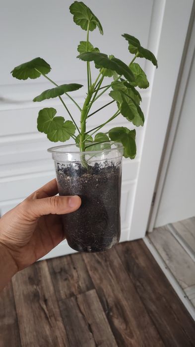 Спатифиллум район Компоселок