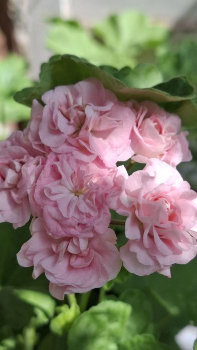 Укоренненые черенки герани и пеларгонии