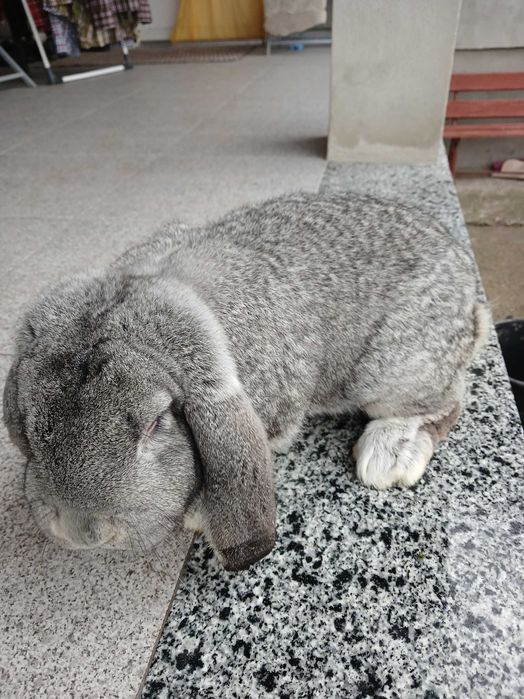 Vând mascul berbec german