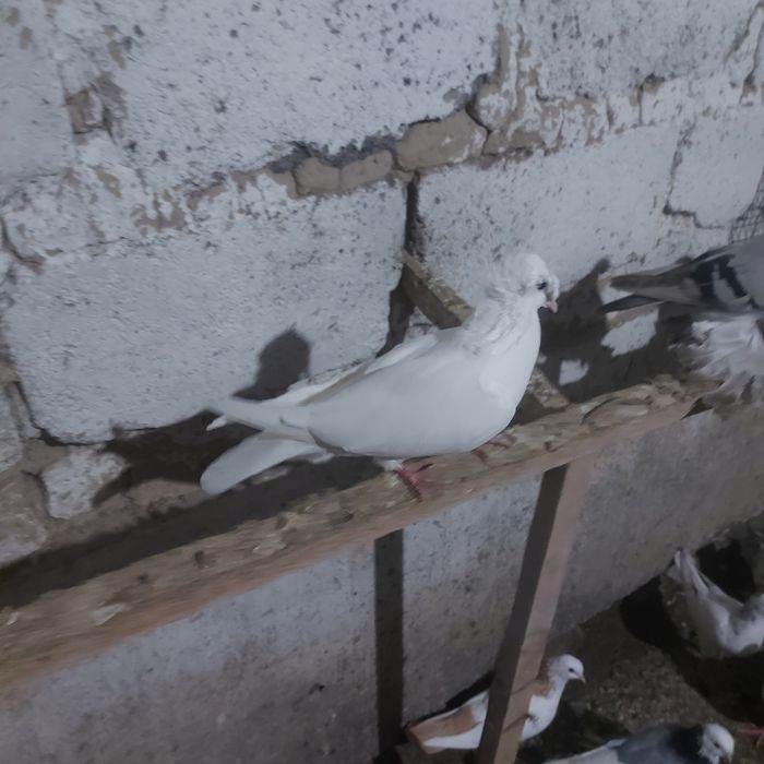 Бели двух чуби самка лет с игрой