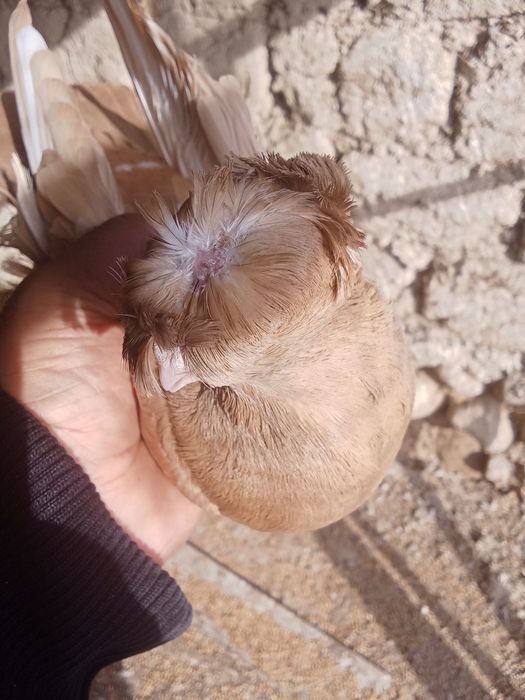 Продам голубей хороших