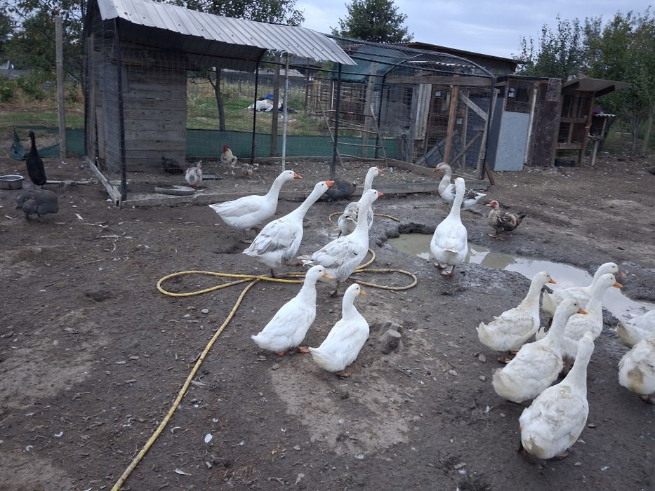 Vând gâște 8 KG aproximativ 5 luni