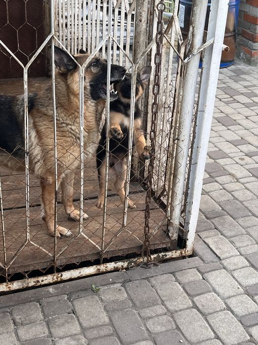 Продам  щенят немецкой овчарки
