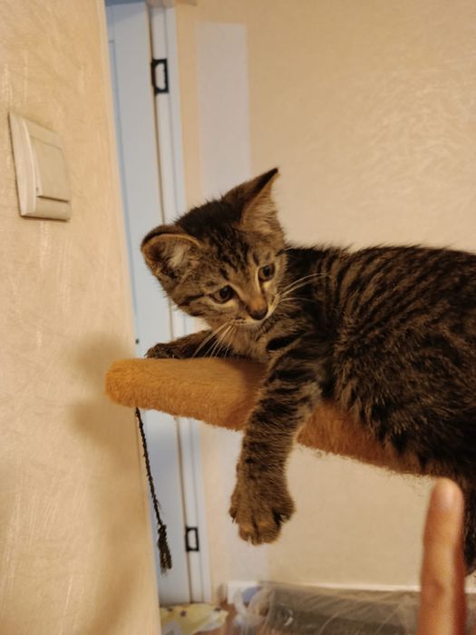 Котенок в добрые руки!