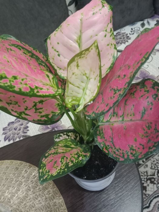 Аглаонему продам