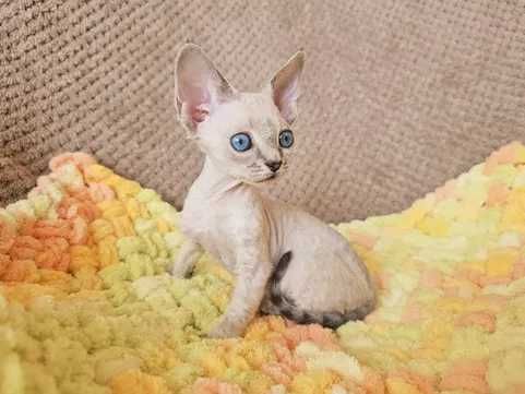 девон рекс момче и момиче