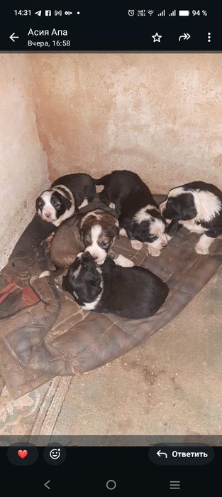 Отдам щенков в хорошие руки
