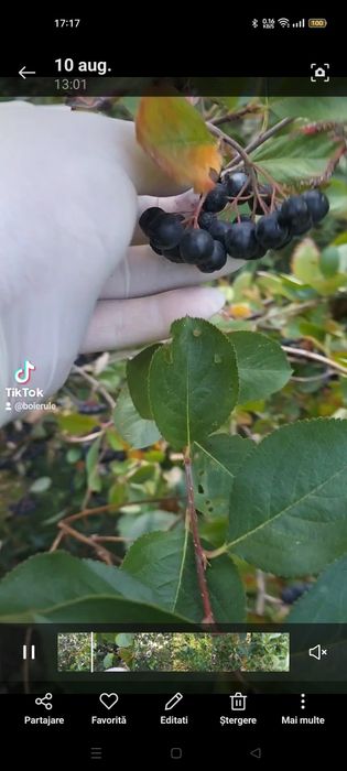 Aronia fructe naturala