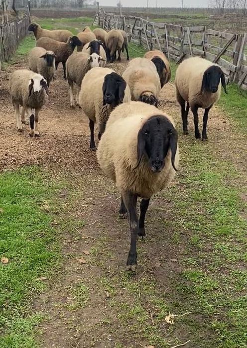 Oi carabasa cu cap negru de Teleorman