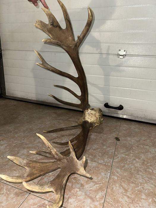 De vanzare coarne de cerb carpatin