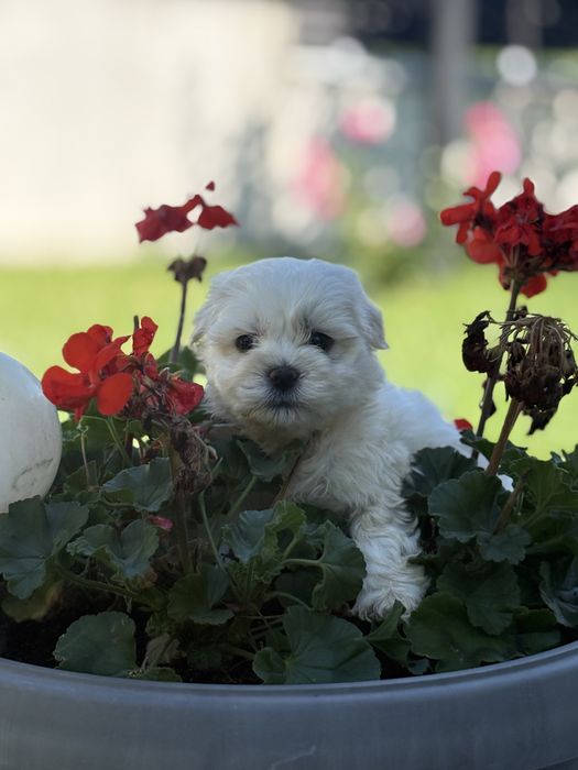 Bichon Maltez Mascul 5 saptamani