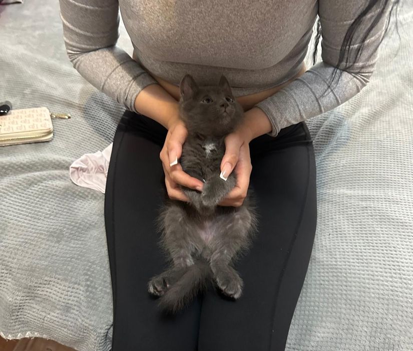 Отдам Котёнка в Добрые руки!!