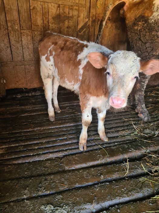 Vand 2 vitele baltate