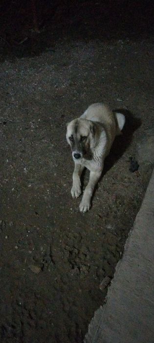 Laqabi Nala alabay paroda