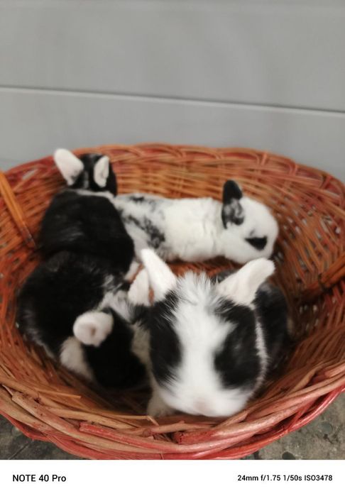 Кролики карликовые оптом