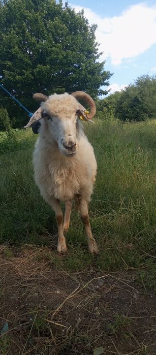 Vănd o oaie de tăiat