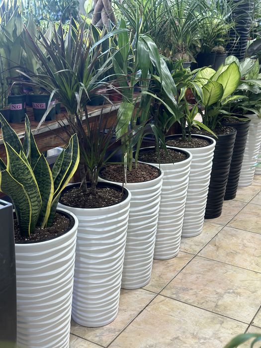 Растения по акции для офиса в горшках